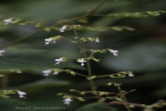 Plectranthus wightii